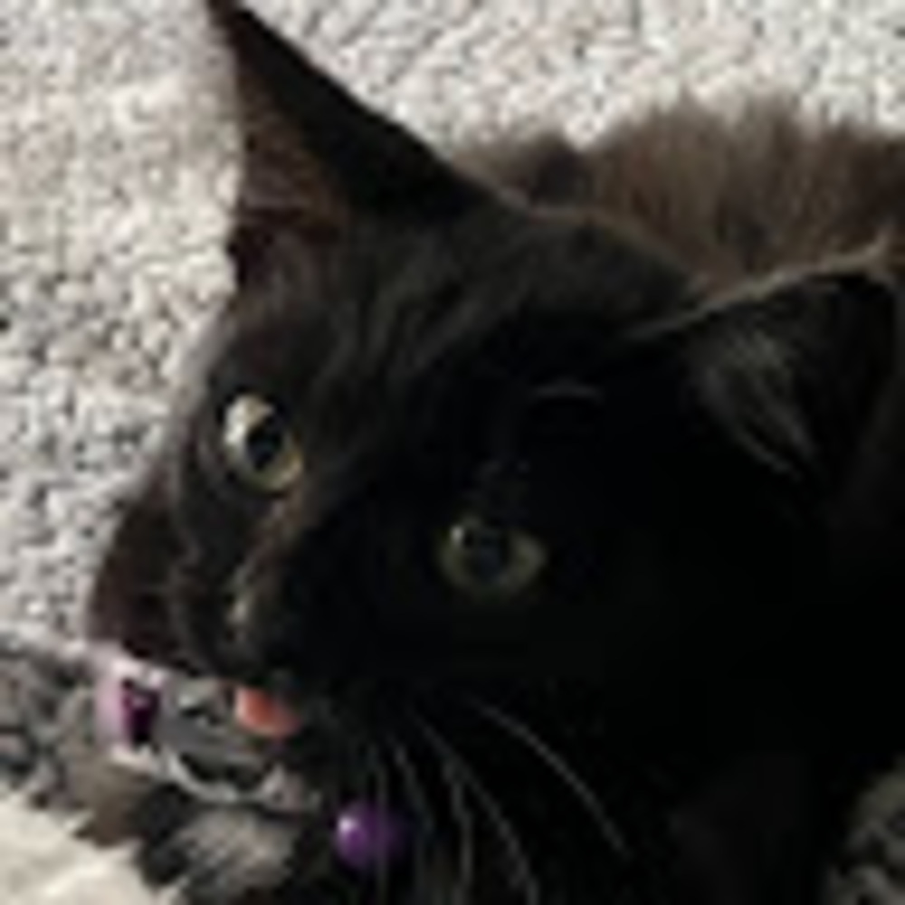 Meet your Posher, My_vlog